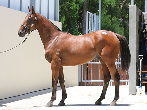 ZOUSTAR x KATESPUR COLT..